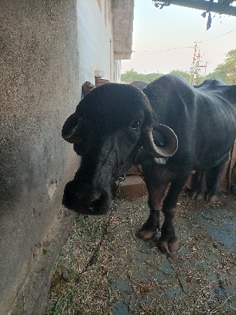 ભેસ