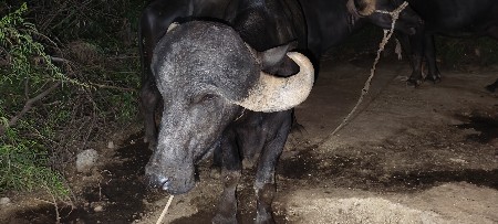 વેચવાની છે
