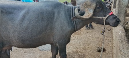 ભેંસ વેચવાની છે