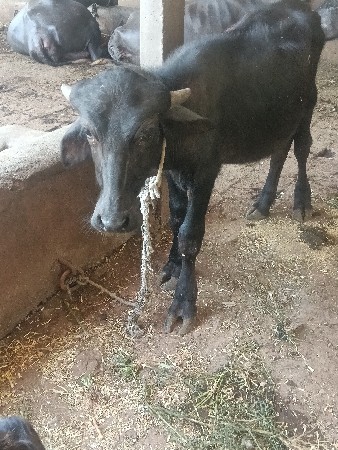 બે પાડા વેચવાના છે