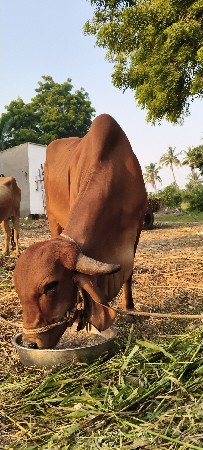 ગાય વેચવાની છે