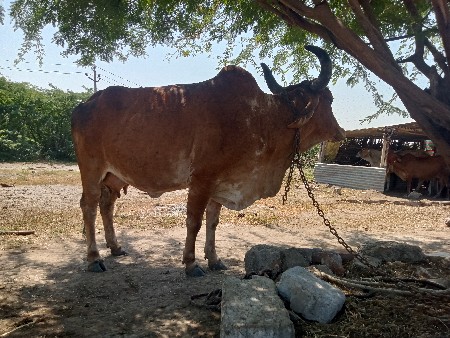 Jatin Bhai
