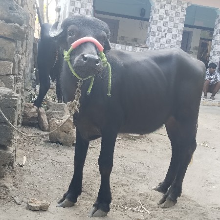 પાડી વેચવાની છે