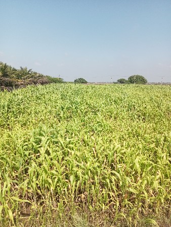 લીલી જુવાર વેચવાની સે