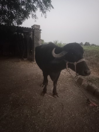 ખડેલી વેચવા ની છે