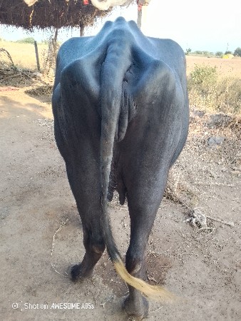 પેલું વેતર