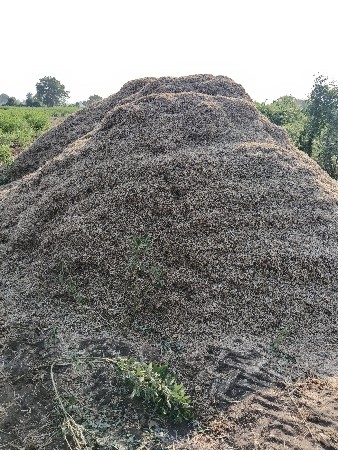 palo bhuko soyabean