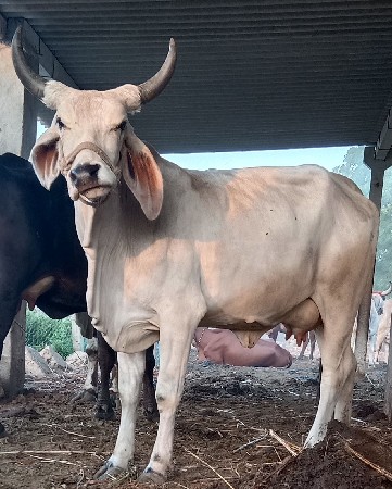ગાય વેચાવાનીછે  વીડીયોમલસેનય