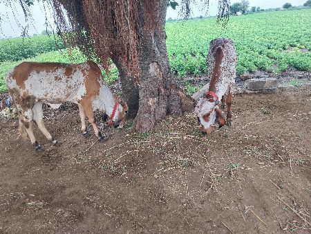 બે હોળકી વેશવાનિ સે