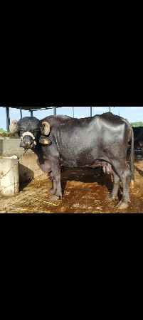 ભેસ વેસવાની છે