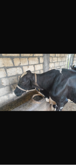 એચએફ ગાય સાવ સોજી ફૂલ ગેરેન્ટી