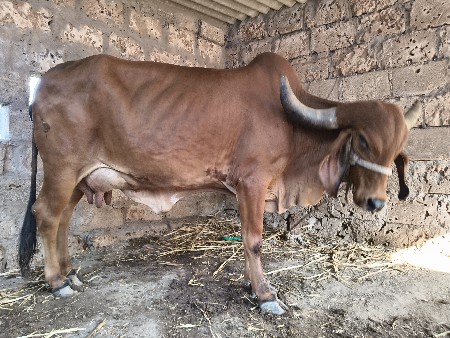 ગાય વેચવાની છે
