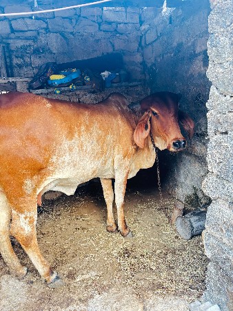વેચવાની