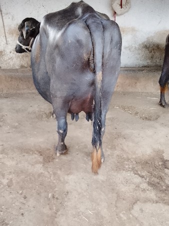 રામભાઈ