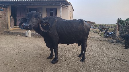 ભેંશ વેચવાની છે.