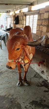 ગાય વેચવા ની છે