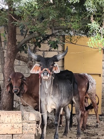 આવો ગોઘલો લેવાનો છે .