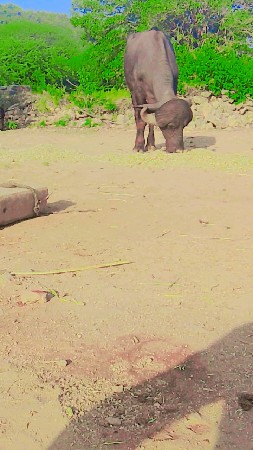 પાડો 3વરસ નો