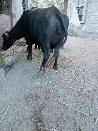 ભેંસ વેચવાની છે