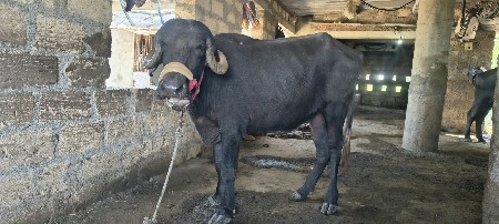 એક ખડેલી ને એક પાડી વેચવાની છે
