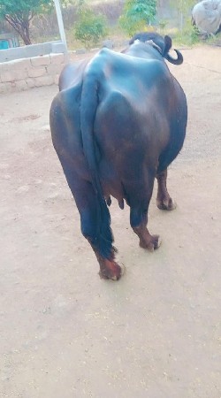 10 થી 15 દિવસની કાચીછે