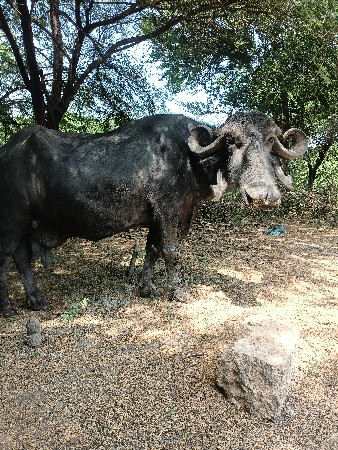 ભેશુ વેસવાનીછે તન ધાભણીછે