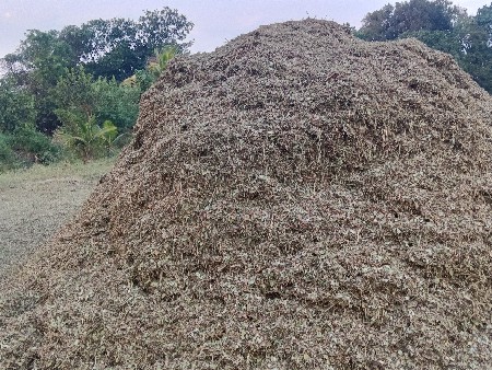 મગફળી નો ચારો 37નંબર