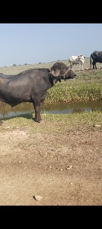 વેંચવાનો છે પાડો