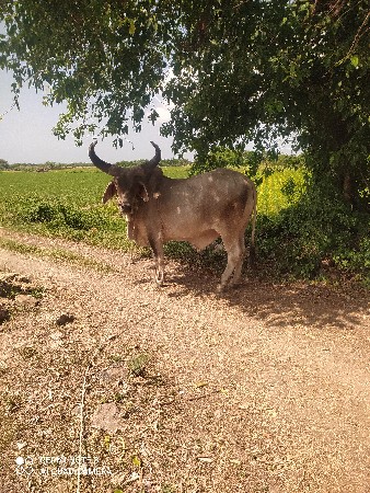 ગોઢલા વેશવા ના છે