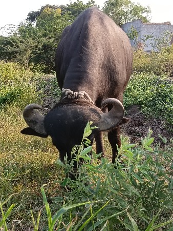 જાફરાબાદી ખડેલિ વેચાણ છે