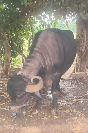 ત્રીજુ વેતર