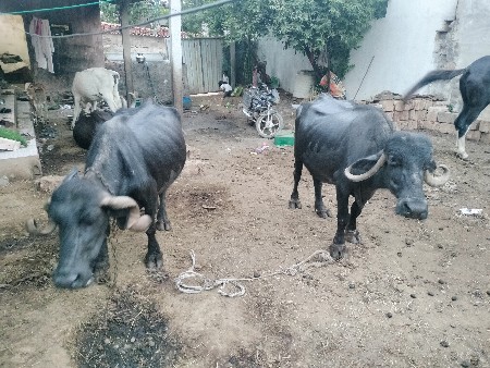 પારેટ બેય ભેસુ