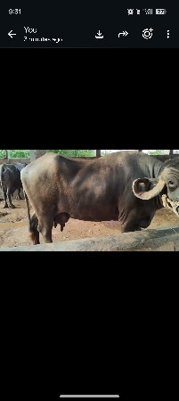 ભેંસ વેચવાની છે