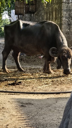 ભેસ વેચવા ની