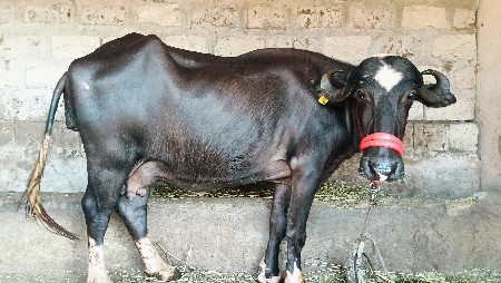 ભેંસ વેચવાની છે