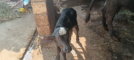 ભેંસ વેચવાની છે