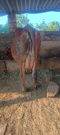 જર્સી ગયુ
