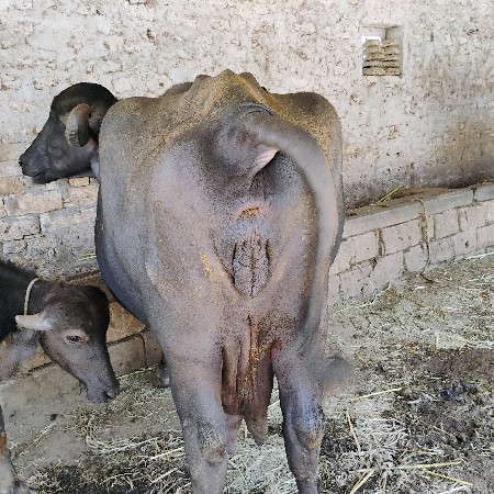 ભેશ