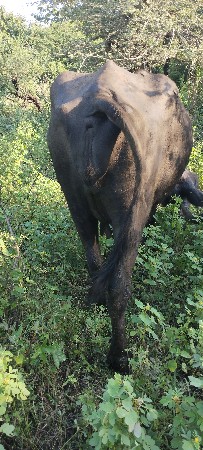 ભેંસ વેચવાની છે 3 વેતર છે