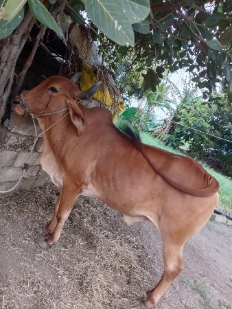 બીજી વાવણી
