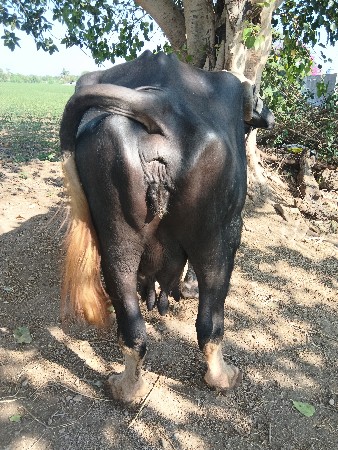 ભેંસ વેચવાની છે