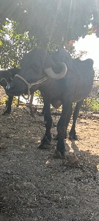 વેસવાની સે