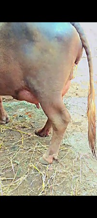 ભુરી ખડાય વેચવા ની છે