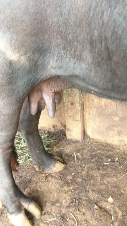 ભેંસ વેચવાની છે