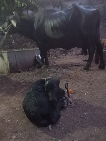 ભેસ વેચવાની છે