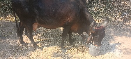 આ ગાય વેચવાની છે