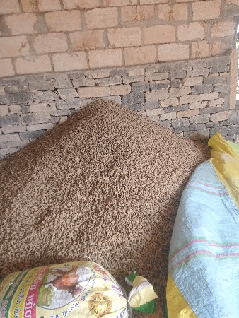 ગીરનાર 5 મગફળી નૂ બીયારણ છે.