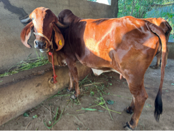 બીજું વેતર ગાય