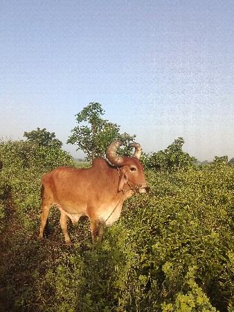 બળદ વેચવાના છે