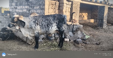 ગીર ગાય વેસવાની સે